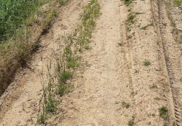 Trail Walking Rosey - Rosey  Bissey sous Cruchaud  Mont Brogny  - Photo