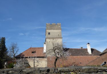 Trail On foot Gemeinde Spitz - Schwallenbach-Ruine Hinterhaus-Spitz - Photo