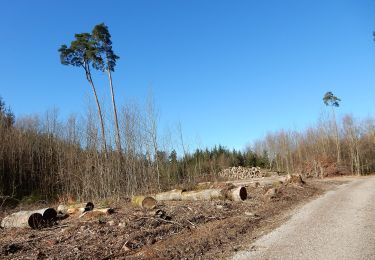 Percorso A piedi Münchenwiler - Münchenwiler - Galmacher - Photo