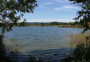 Trail On foot Sulzberg - Rundwanderweg Sulzberg 9 - Photo