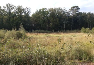 Trail Walking Houthalen-Helchteren - patit tout en campine - Photo