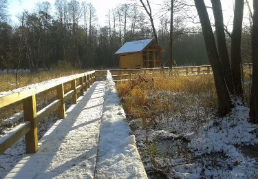 Tocht Te voet Aleksandrówka - Kozienice - nordic walking czerwony - Photo