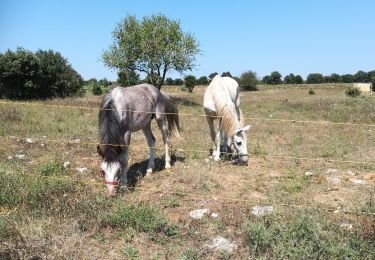 Trail Mountain bike Remoulins - Remoulins - Pont du Gards - Photo
