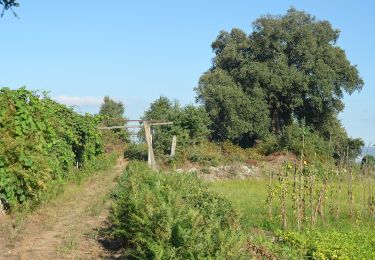 Tocht Te voet Sobrosa - Caminhos de Sobrosa - Photo