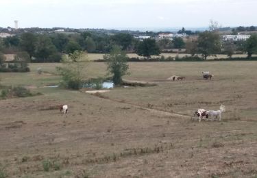 Excursión Senderismo Brindas - brindas à messimy et plus loin - Photo