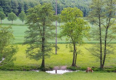 Percorso A piedi Lügde - Rundwanderweg A4 Rischenau - Kortenberg - Photo