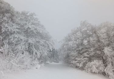 Randonnée Marche Sallèles-Cabardès - Reco Le Pic de Nore  - Photo