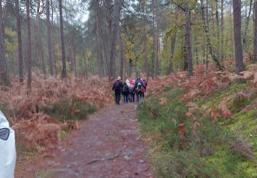 Trail Walking Fontainebleau - La Faisanderie  - Photo