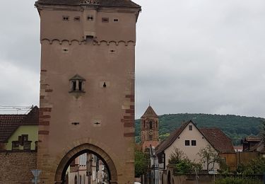 Tour Wandern Rosheim - Le vignoble de Rosheim - Photo