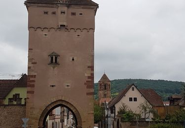 Randonnée Marche Rosheim - Le vignoble de Rosheim - Photo