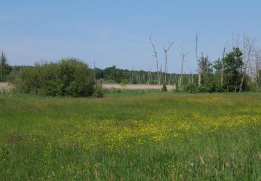 Randonnée A pied Glienicke/Nordbahn - Rundwanderweg Eichwerder Moorwiesen - Photo