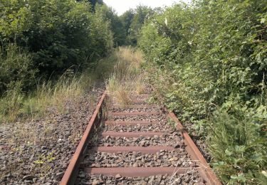 Tour Zu Fuß Wildflecken - Rhön-Rundweg 1 Wildflecken - Photo