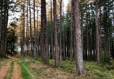 Tocht Stappen Libramont-Chevigny - Entre Vierre et Ourthe - Photo