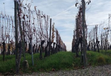 Tour Wandern Egisheim - Rando des cinq châteaux  - Photo