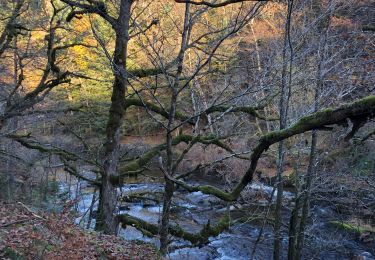 Tour Wandern Chaveroche - Le Chassaing - Photo