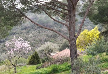 Tour Wandern Bormes-les-Mimosas - les 3 cols Bormes les Mimosas  - Photo