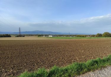 Excursión Senderismo Heimsbrunn - Heimsbrunn Morsch retour par Reiningue  - Photo