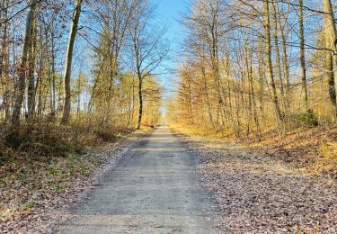 Excursión Senderismo Lacroix-Saint-Ouen - en forêt de Compiègne_45_sur les Routes de Morienval et de Champlieu - Photo