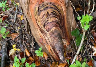 Tour Wandern Gerpinnes - Plaisir d’automne - Photo