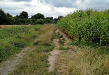 Excursión Ruta Hazebrouck - 12 km Hazebrouck nature  - Photo