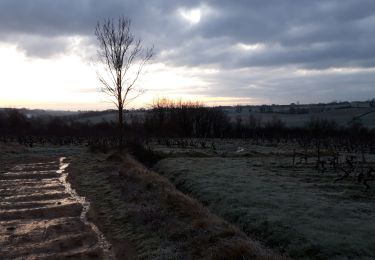 Tour Wandern Val-du-Layon - st Aubin de Luigné  - Photo