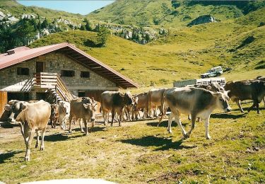 Excursión A pie Paluzza - (SI A03) Cassera Pal Grande di Sopra - Rifugio Fabiani - Photo