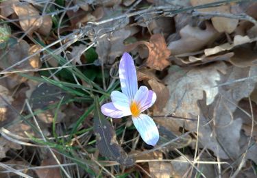 Tocht Stappen Solliès-Toucas - les morières et autres curiosités 10/03/2023 - Photo