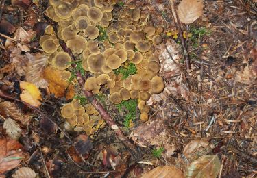 Trail Walking La Baroche - chanterelles en tube - Photo