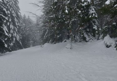 Percorso Racchette da neve Gérardmer - Gerardmer raquettes 5 - Photo