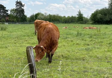 Percorso Marcia Brillon - Brillon 19,5 km - Photo