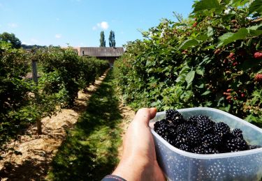 Percorso A piedi Köniz - Liebewil - Moos - Photo