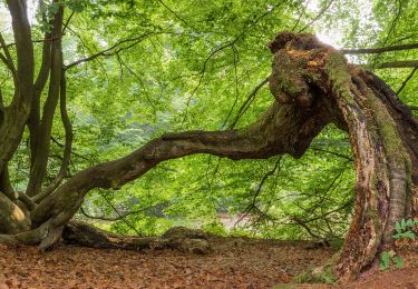 Randonnée A pied Hofgeismar - Hessenweg 6, Abschnitt Hofgeismar - Sababurg - Photo