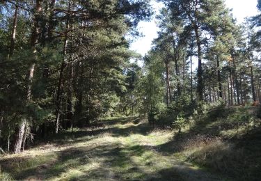 Tour Zu Fuß Groß Köris - Rundweg Löpten - Photo