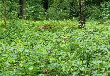 Trail Trail Watermael-Boitsfort - Watermaal-Bosvoorde - WB trail - Photo