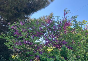 Trail Walking Bouc-Bel-Air - Bouc Bel air Le plan Marseillais - Photo