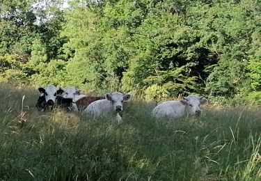 Tocht Stappen Saint-Quentin-Fallavier - SQF - Photo