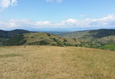 Trail Mountain bike Ihringen - VTT Kaiserstuhl 2020 - Photo