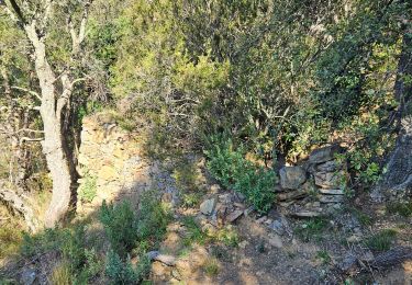 Randonnée Marche Bormes-les-Mimosas - Forêt du Dom - Photo