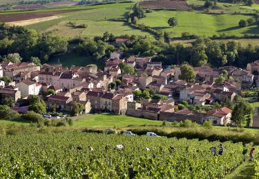 Trail Walking Boudes - Boudes_Coteaux - Photo