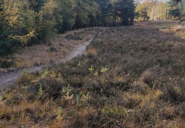 Trail Walking Beerse - Blackheide  - Photo
