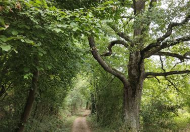 Trail Walking Essertines-en-Donzy - Essertines en Donzy - Photo