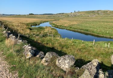 Excursión Senderismo Prinsuéjols-Malbouzon - 2021 AUBRAC Étape 6 - Photo