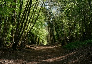 Randonnée A pied Mole Valley - Norbury Park Off Road Cycle & Walk (SCC) - Photo