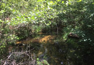 Tour Wandern Belin-Béliet - Séve châtaigniers  - Photo