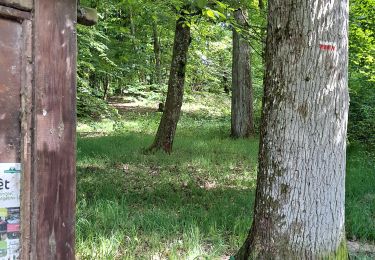 Randonnée Marche Poigny-la-Forêt - Rochers d'Angennes Yvelines - Photo