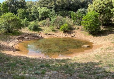 Excursión Senderismo Puéchabon - Le Plateau de Montcalmes par Puechabon - Photo