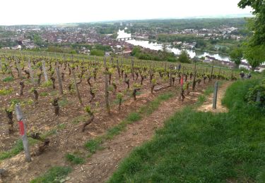 Trail Walking Joigny - Joigny.1 - Photo