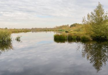 Tocht Te voet Nederweert - Paardenbegrazing - Photo