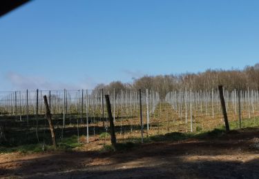 Excursión Bici de montaña Yvoir - GODINNE ... par le sentier des 