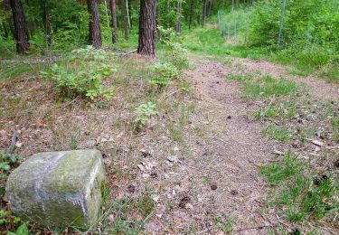 Randonnée A pied Belgern-Schildau - Schildau - Sitzenroda - Ochsensaal - Schildau - Photo